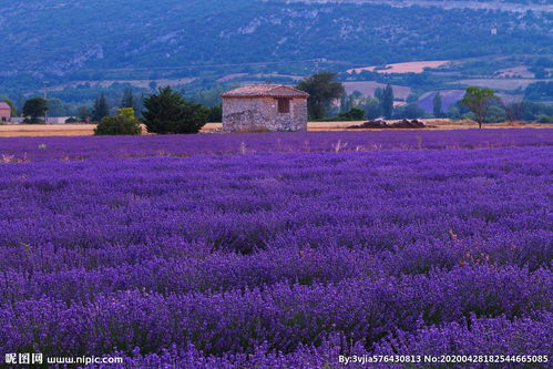 薰衣草的紫色浪漫——義烏攝影圖集