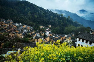 金色徽州 油菜花海里的春日雅集